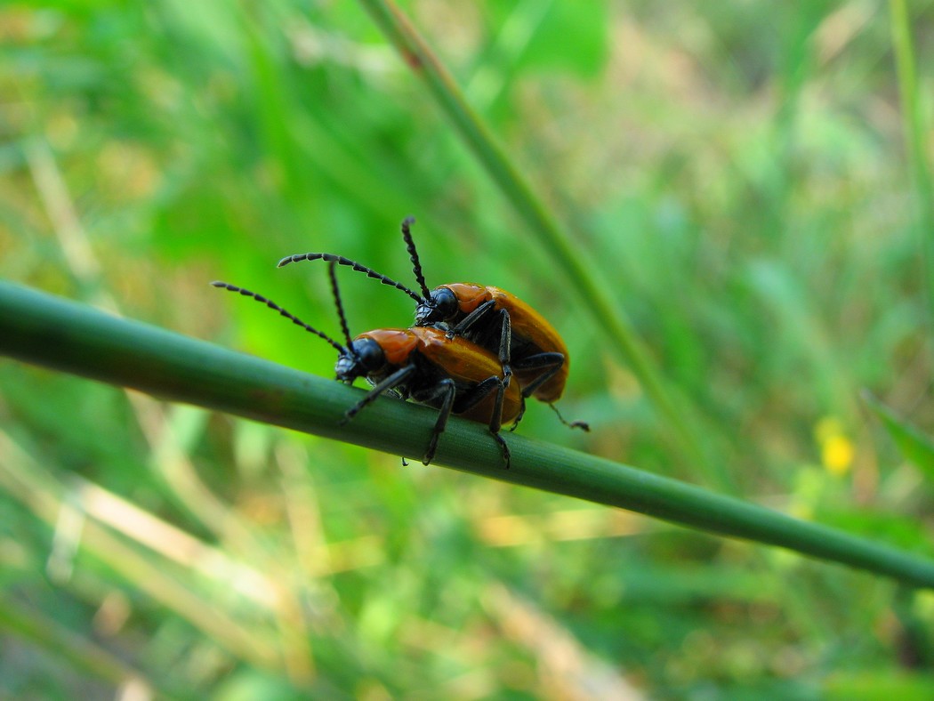 Svariati coleotteri da identificare